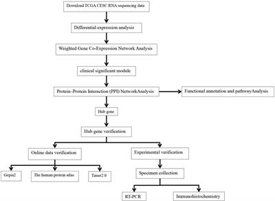 Prognostic value of SOX9 in cervical cancer: Bioinformatics and experimental approaches